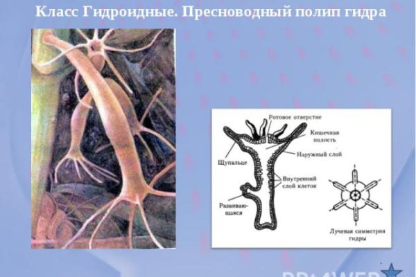 Кракен тор krakens13 at
